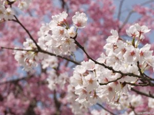 Bellas ramas de arboles llenas de flores de color blanco y rosado